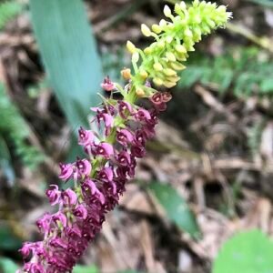 Paarse en witte bloem van Dienia ophrydis in halfschaduw tot schaduw.