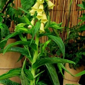 Digitalis gele bloem met groen blad, winterhard.
