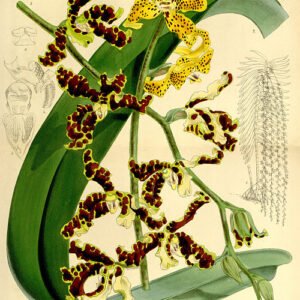 Dimorphorchis orchidee in volle bloei op botanische illustratie uit 1864.