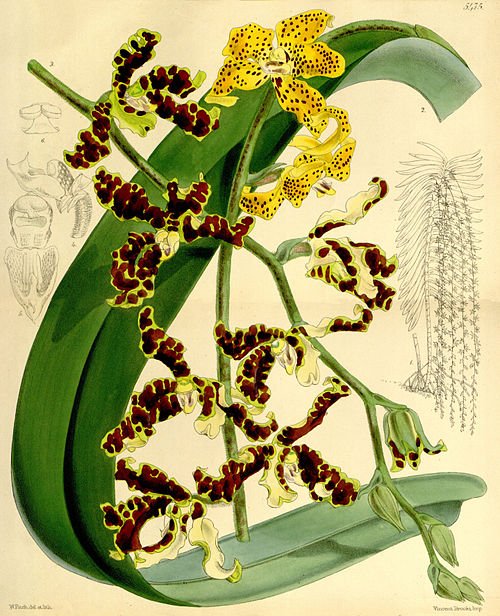 Dimorphorchis orchidee in volle bloei op botanische illustratie uit 1864.