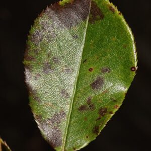 Roze rozenblaadjes met donkere vlekken op groene bladeren.