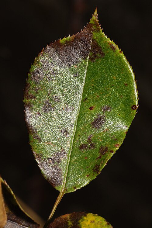 Roze rozenblaadjes met donkere vlekken op groene bladeren.