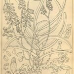 Diplocentrum orchidee met witte bloem en langwerpige bladeren.
