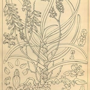 Diplocentrum orchidee met witte bloem en langwerpige bladeren.