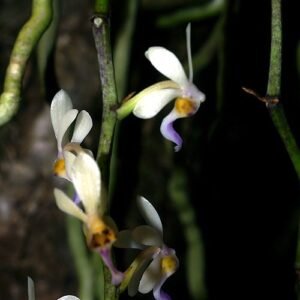 Diploprora truncata orchidee met groene en witte bloemen op houten achtergrond.