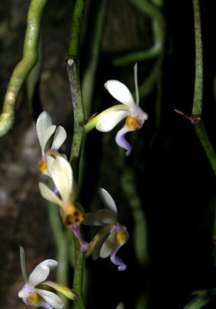 Diploprora truncata orchidee met groene en witte bloemen op houten achtergrond.