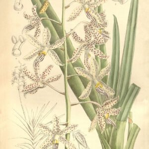 Bloeiende Dipodium paludosum orchidee met witte bloemen op groene steel.