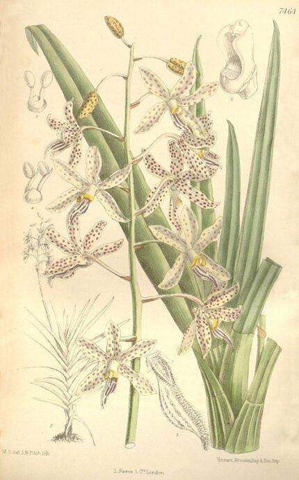 Bloeiende Dipodium paludosum orchidee met witte bloemen op groene steel.