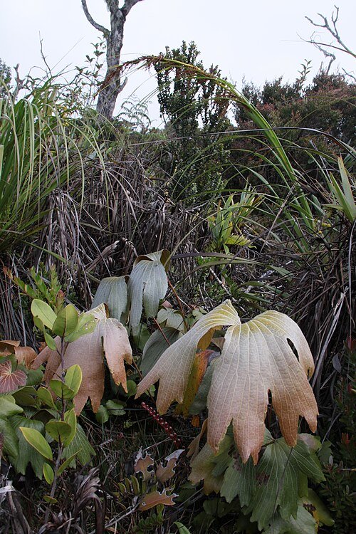 Groene Dipteris conjugata varenbladeren op natuurlijke achtergrond.