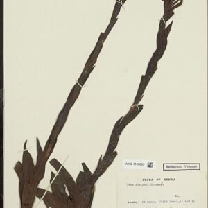 Close-up van Disa stairsii bloem met roze, paarse bloemblaadjes en gele meeldraden.