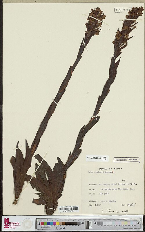 Close-up van Disa stairsii bloem met roze, paarse bloemblaadjes en gele meeldraden.