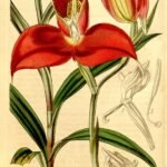 Prachtige Disinae bloem in volle bloei op kleigrond.
