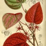 Disanthus cercidifolia herfstbladeren helderblauwe lucht.