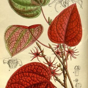 Disanthus cercidifolia herfstbladeren helderblauwe lucht.