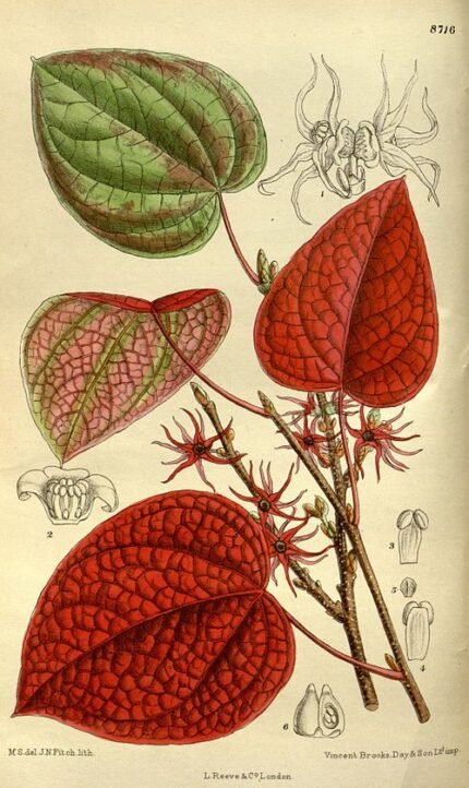 Disanthus cercidifolia herfstbladeren helderblauwe lucht.