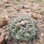 Discocactus bahiensis in bloei, roze en groen, stekelig en rond.
