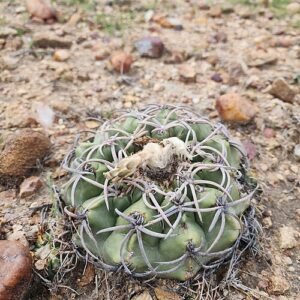 Discocactus bahiensis in bloei, roze en groen, stekelig en rond.