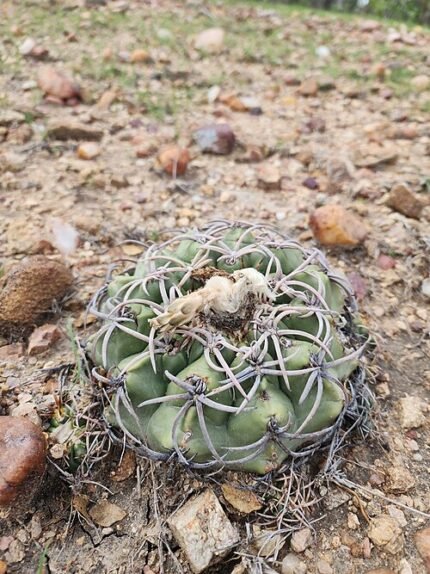 Discocactus bahiensis in bloei, roze en groen, stekelig en rond.