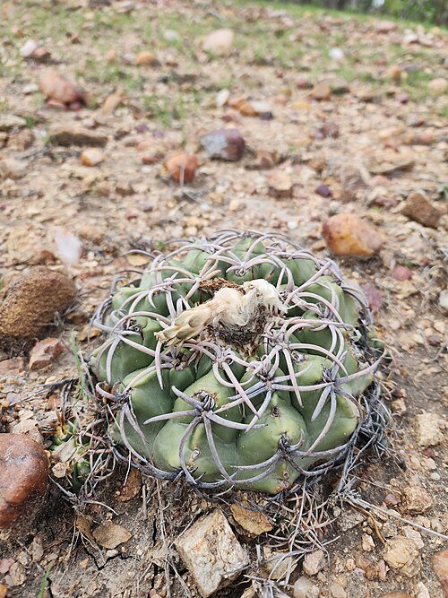 Discocactus bahiensis in bloei, roze en groen, stekelig en rond.