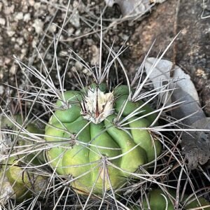 Discocactus met felroze bloemen en groene stekels tegen natuurlijke achtergrond.