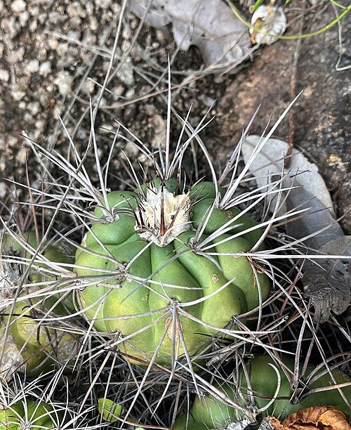 Discocactus met felroze bloemen en groene stekels tegen natuurlijke achtergrond.