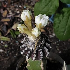 Discocactus horstii met heldere roze bloemen en stekels op stenen achtergrond.
