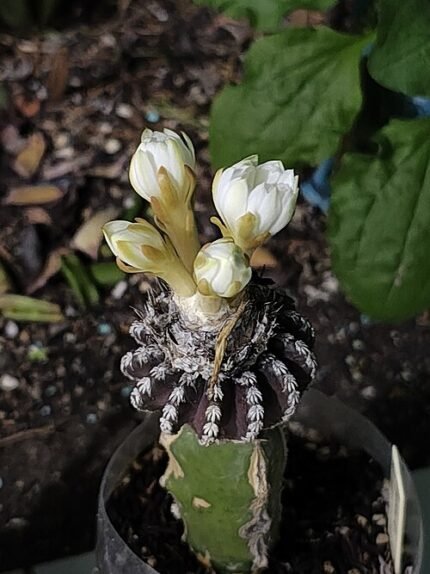 Discocactus horstii met heldere roze bloemen en stekels op stenen achtergrond.