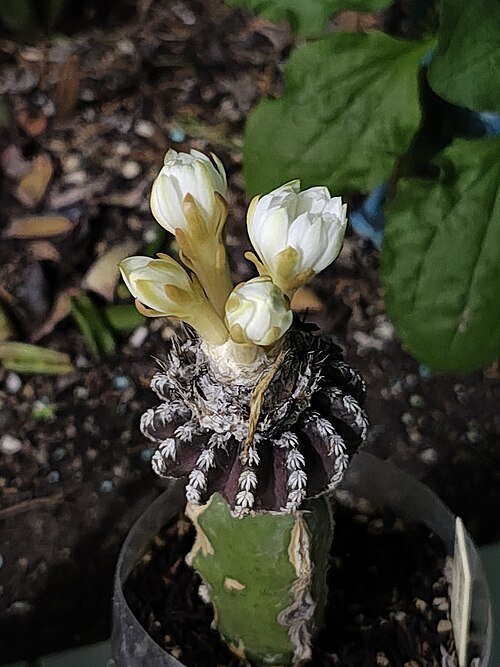 Discocactus horstii met heldere roze bloemen en stekels op stenen achtergrond.
