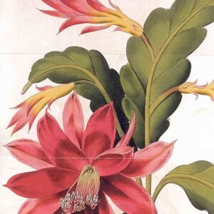 Bloeiende Disocactus ackermannii cactus met heldere roze bloemen en platte bladsegmenten.