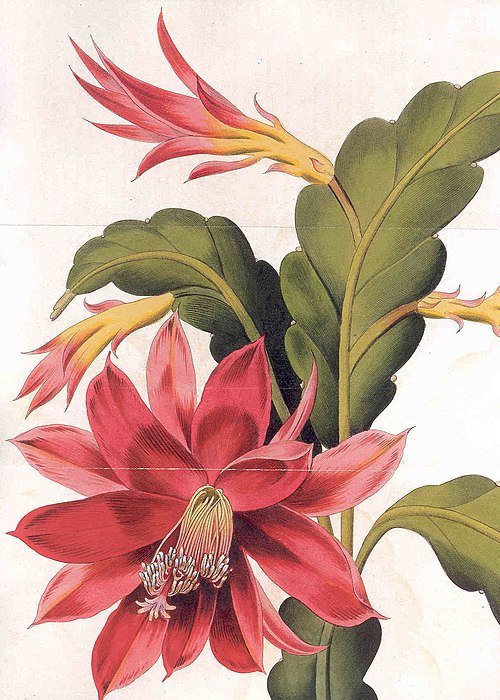 Bloeiende Disocactus ackermannii cactus met heldere roze bloemen en platte bladsegmenten.