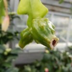 Disocactus anguliger plant met groene vruchten en zigzag stengels.