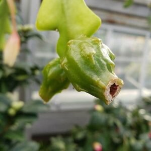 Disocactus anguliger plant met groene vruchten en zigzag stengels.
