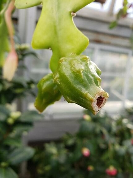 Disocactus anguliger plant met groene vruchten en zigzag stengels.