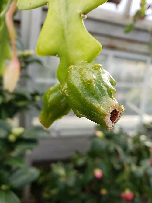 Disocactus anguliger plant met groene vruchten en zigzag stengels.