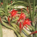 Bloeiende Disocactus plant met helderrode bloemen en groene stengels.