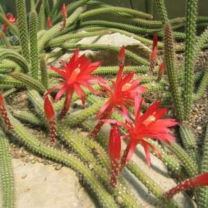 Bloeiende Disocactus plant met helderrode bloemen en groene stengels.