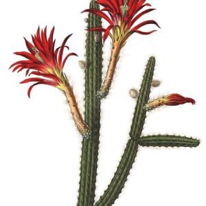 Koraalrode bloeiende Aporocactus martianus plant met langwerpige bladeren.