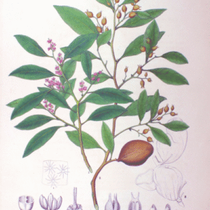 Distylium racemosum plant met groene bladeren en kleine bloemen.