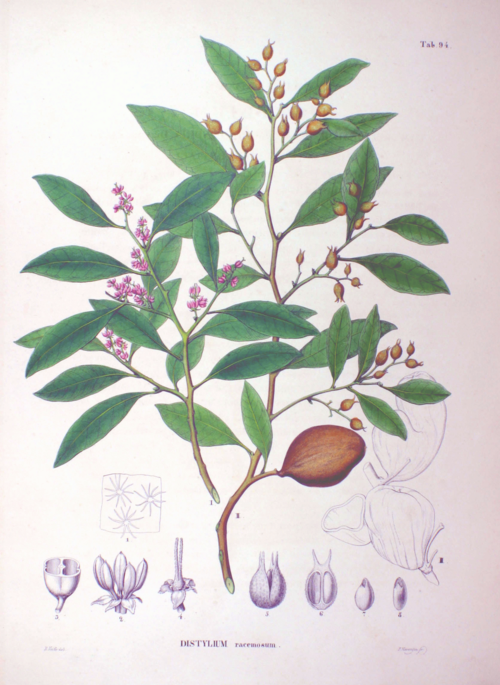 Distylium racemosum plant met groene bladeren en kleine bloemen.