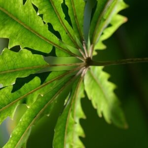 Mooie Schefflera elegantissima plant met groen blad en stengels.
