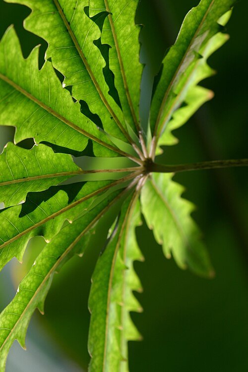 Mooie Schefflera elegantissima plant met groen blad en stengels.