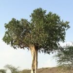 Dobera glabra plant met glanzende donkergroene bladeren in halfschaduw.