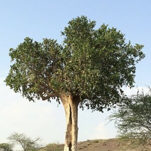 Dobera glabra plant met glanzende donkergroene bladeren in halfschaduw.