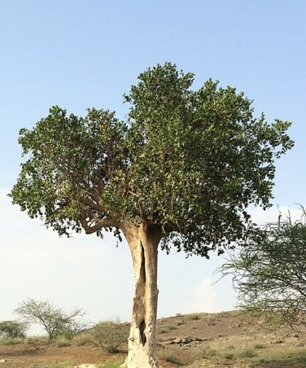 Dobera glabra plant met glanzende donkergroene bladeren in halfschaduw.