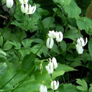 White Dodecatheon dentatum flower with yellow center on green leaf.