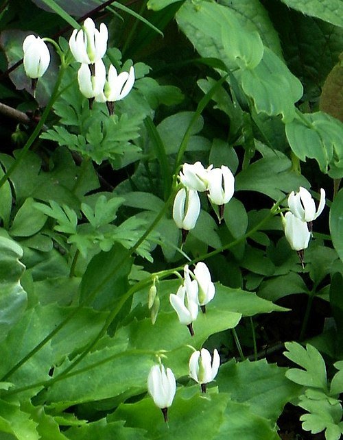 White Dodecatheon dentatum flower with yellow center on green leaf.