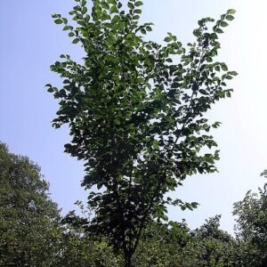 Majestueuze Ulmus ‘Dodoens’ boom met groene bladeren en donkere bast.