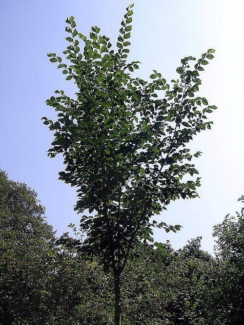 Majestueuze Ulmus ‘Dodoens’ boom met groene bladeren en donkere bast.