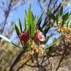 Dodonaea viscosa plant with green leaves and red seed capsules.