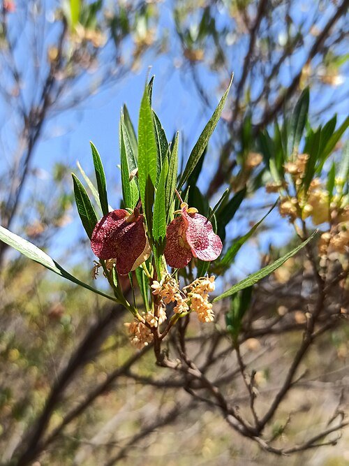 Dodonaea viscosa plant with green leaves and red seed capsules.